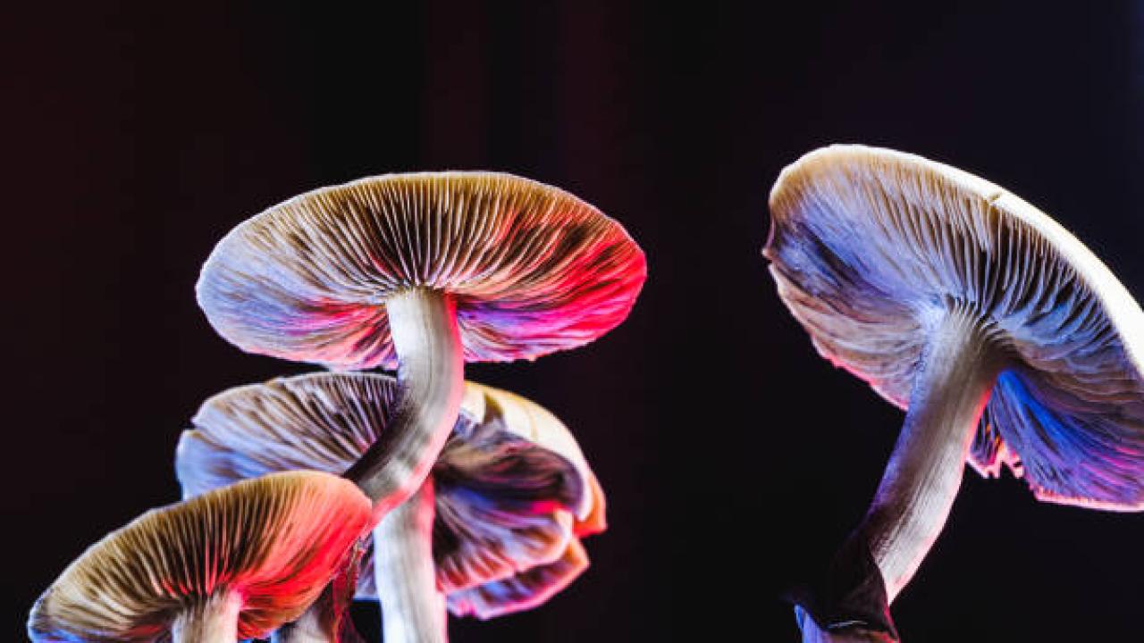 psilocybin