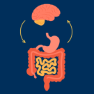 Guts diagram