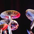 psilocybin